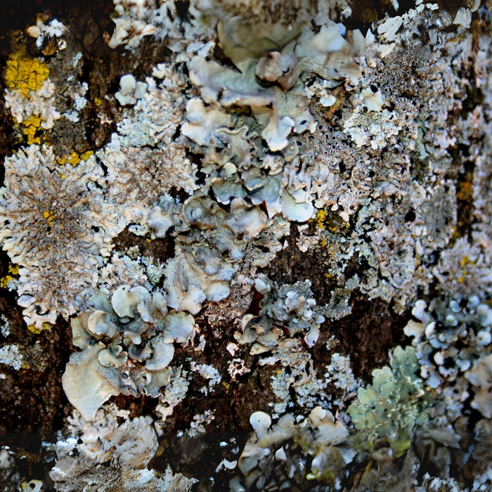 Indian  Blackstone Flower| Kalpaasi